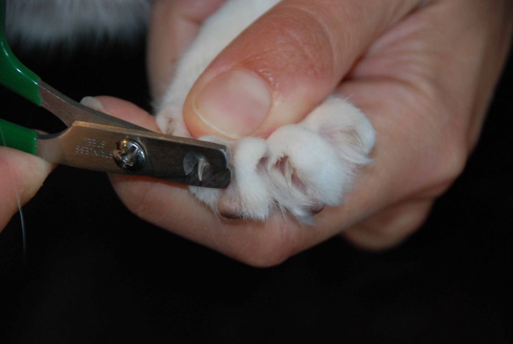 Кошачий коготь