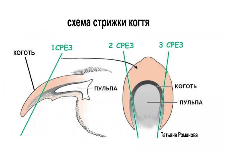 Когти стричь коту когтерезка