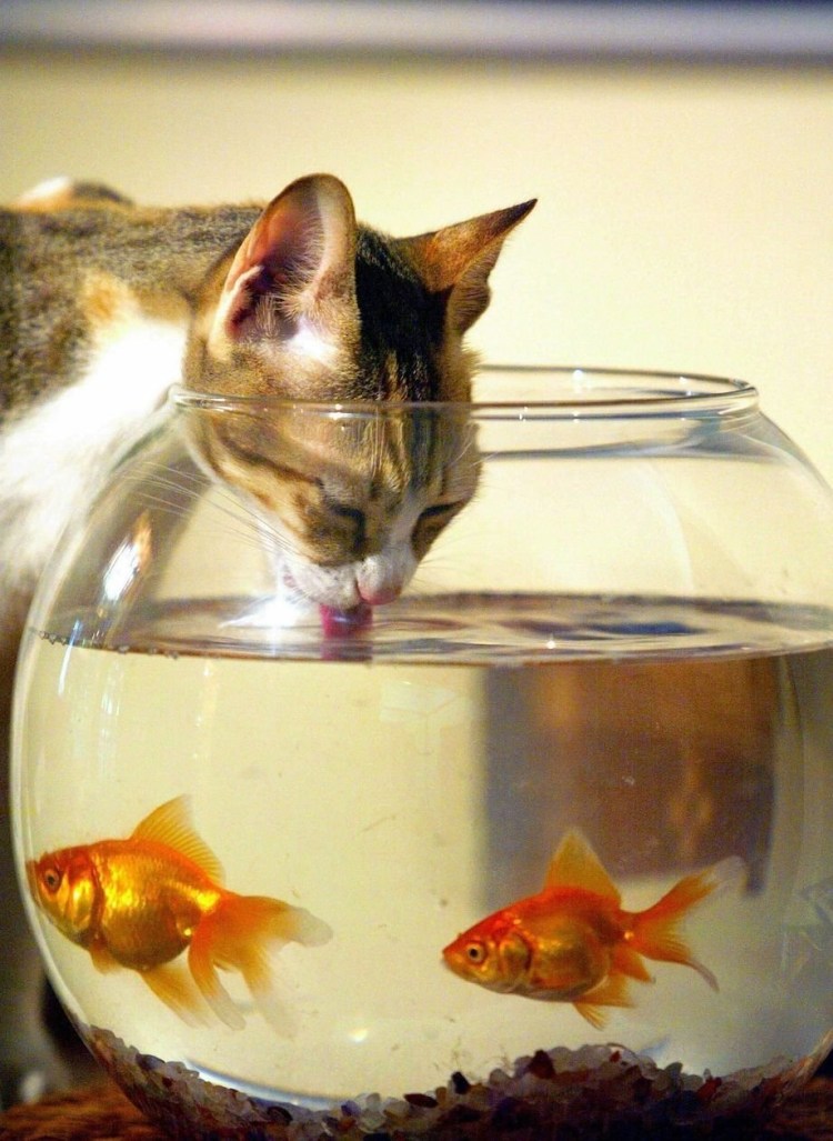 Золотая рыбка в аквариуме