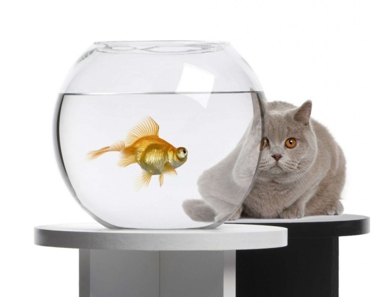 Кот и аквариум