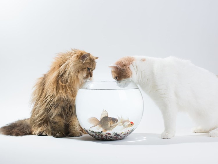 Аквариум с кошкой