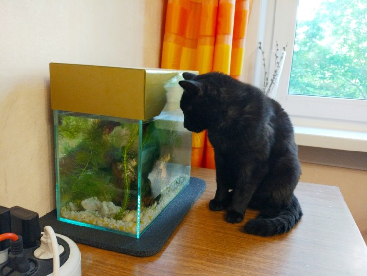 Любопытный котенок