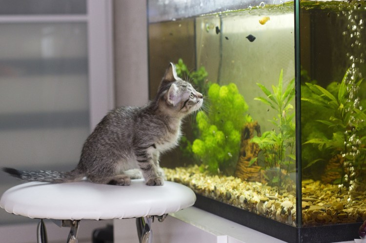 Кот и аквариум