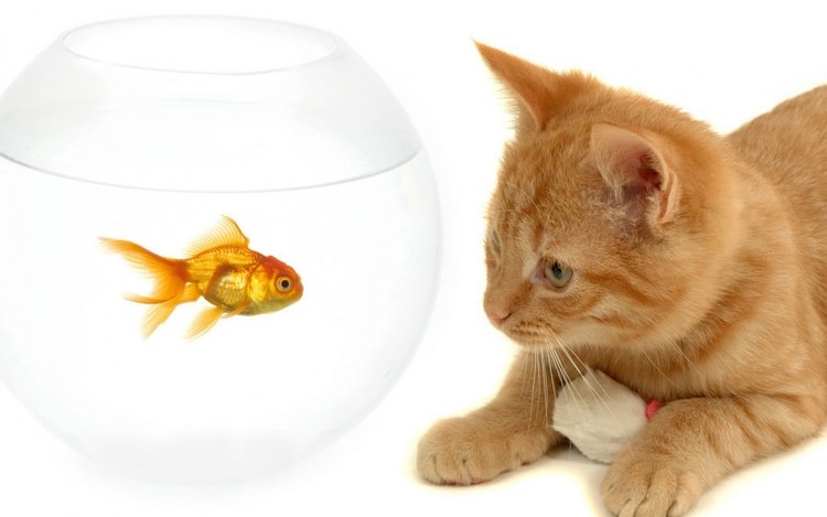 Кот и аквариум