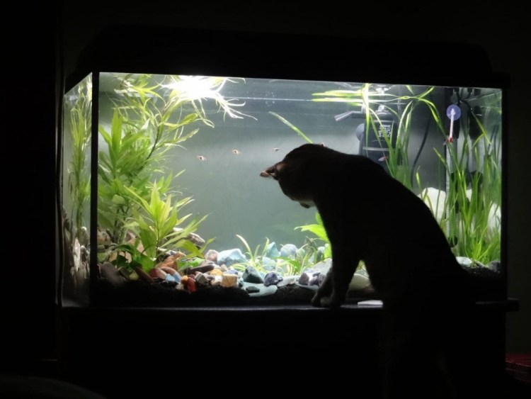 Мой первый аквариум