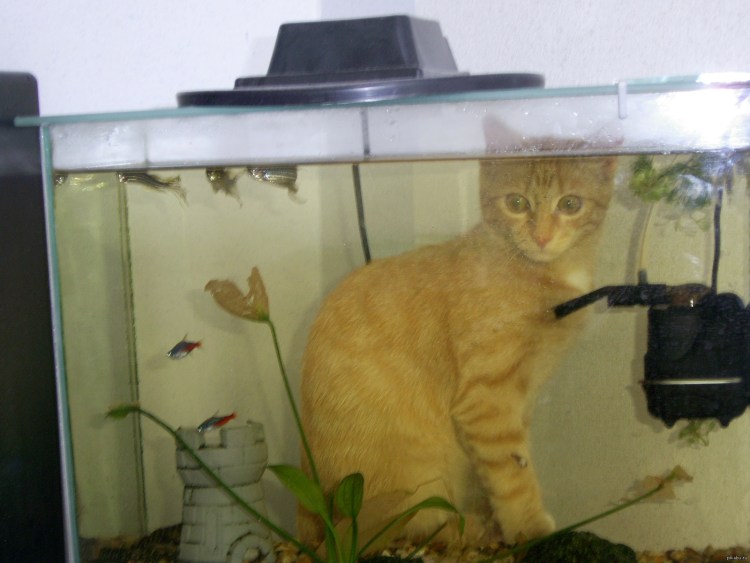 Аквариум с местом для кота