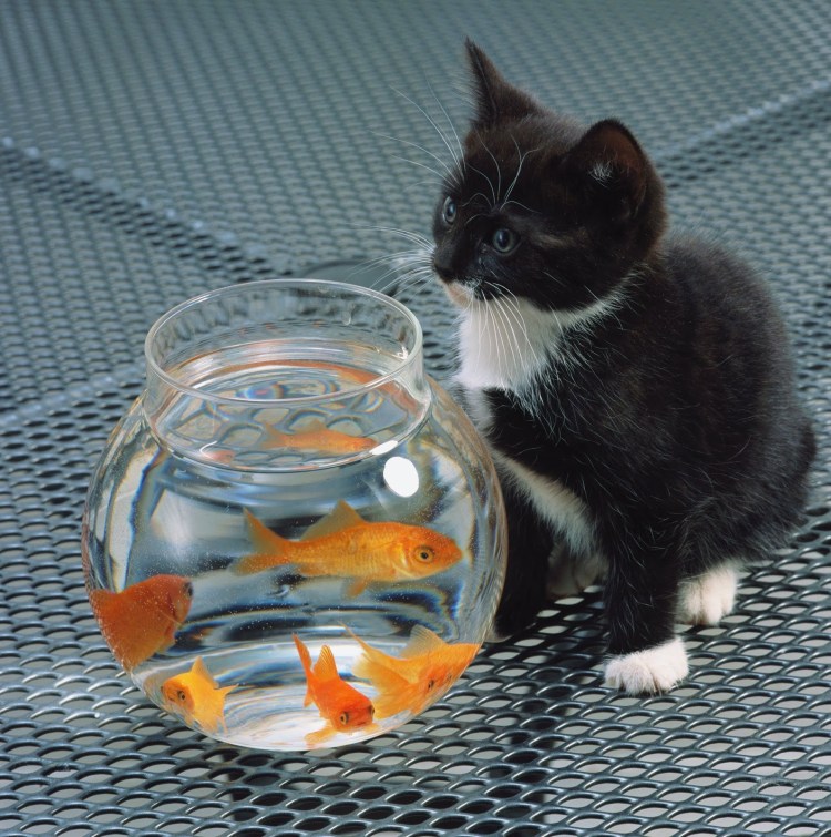 Котик с бокалом