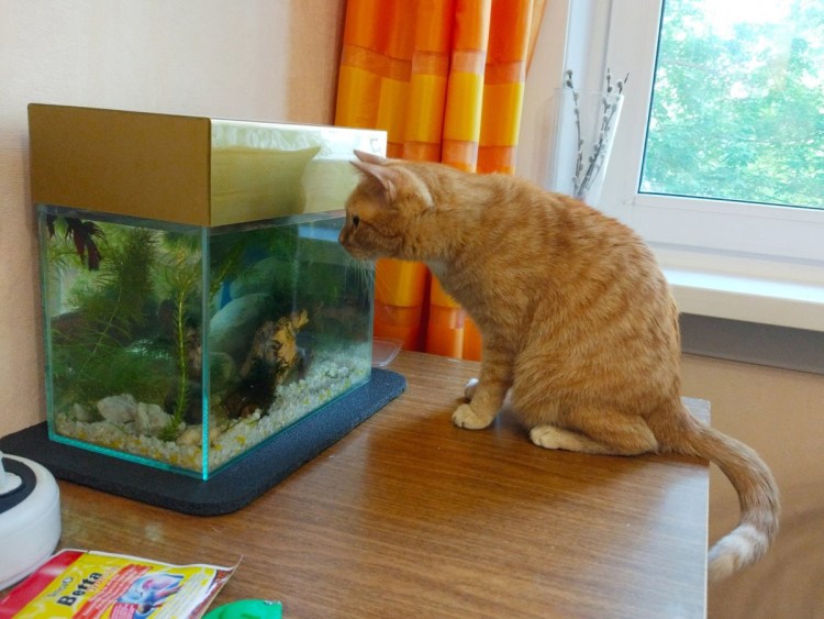 Аквариум с кошкой