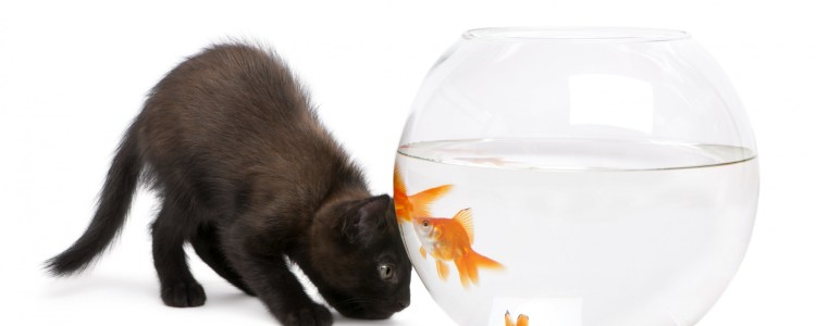 Котенок и аквариум с рыбкой