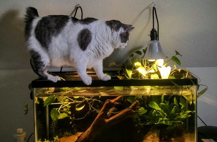 Кот и рыбка в аквариуме