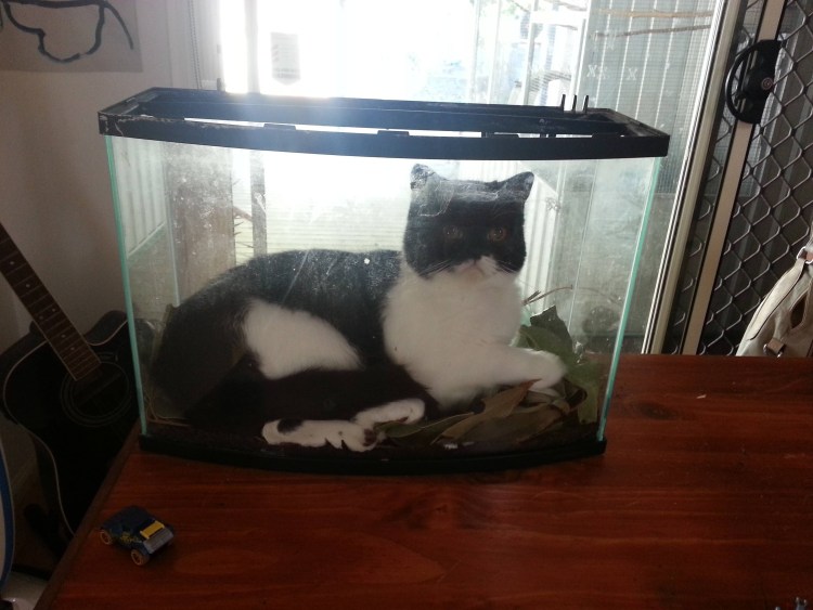 Аквариум с кошкой