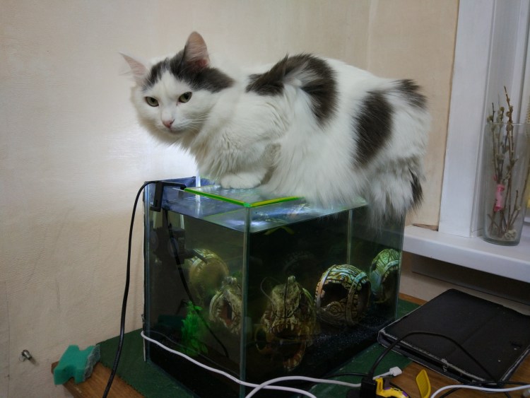 Рыбки для кота видео