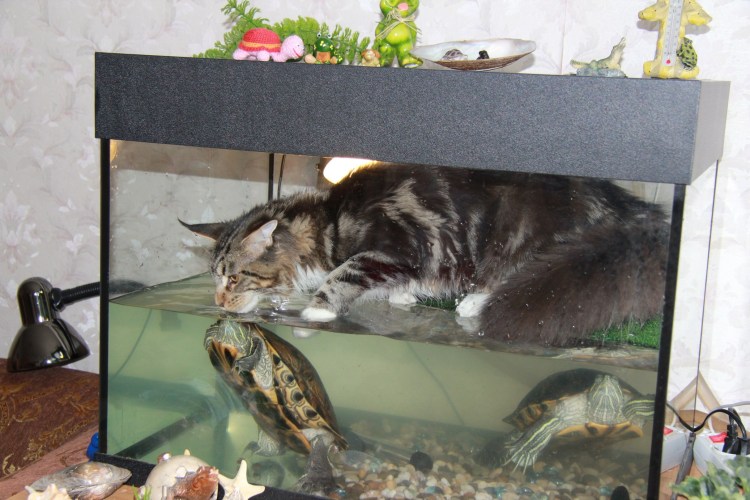 Аквариум с местом для кота