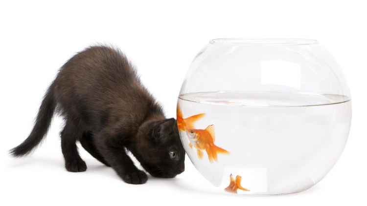 Кот и рыбка в аквариуме