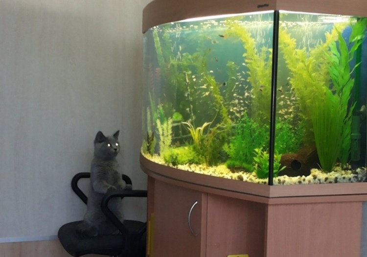 Кот ловит рыбу в аквариуме