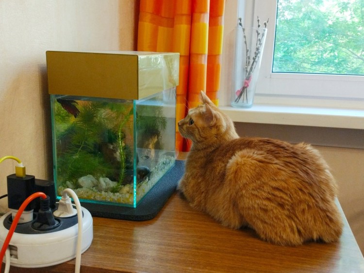 Кот у аквариума приколы