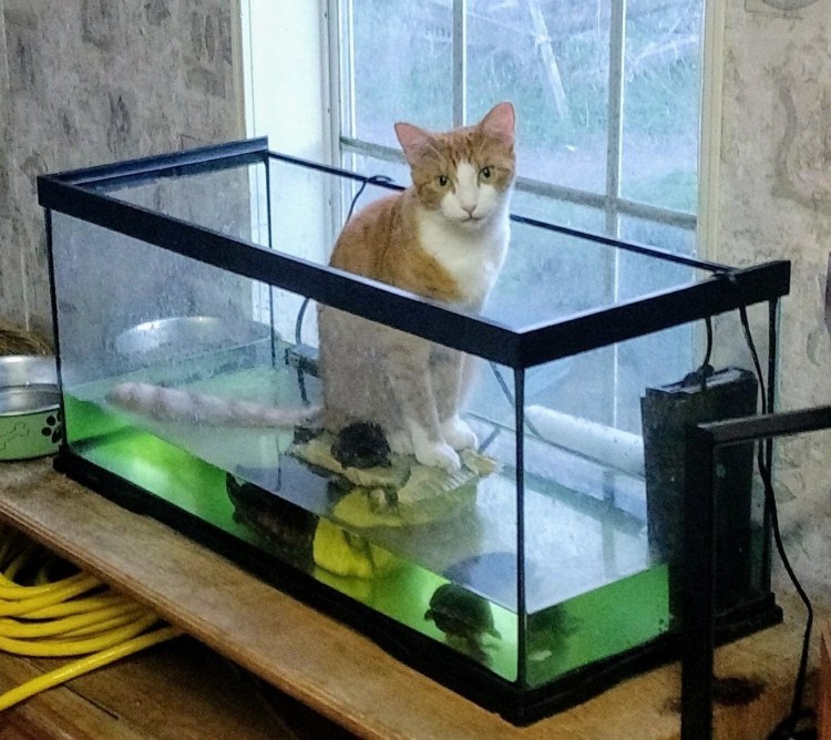 Аквариум с кошкой