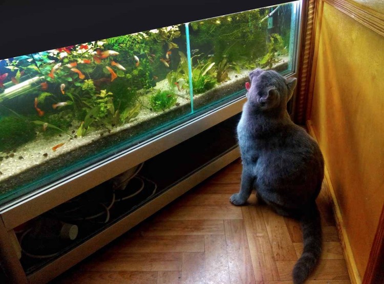 Аквариум с рыбками для кошек