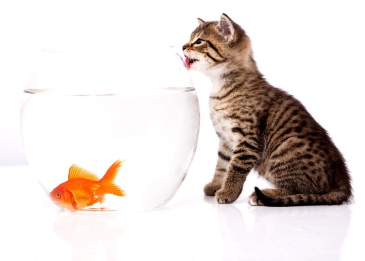 Кот и аквариум рисунок