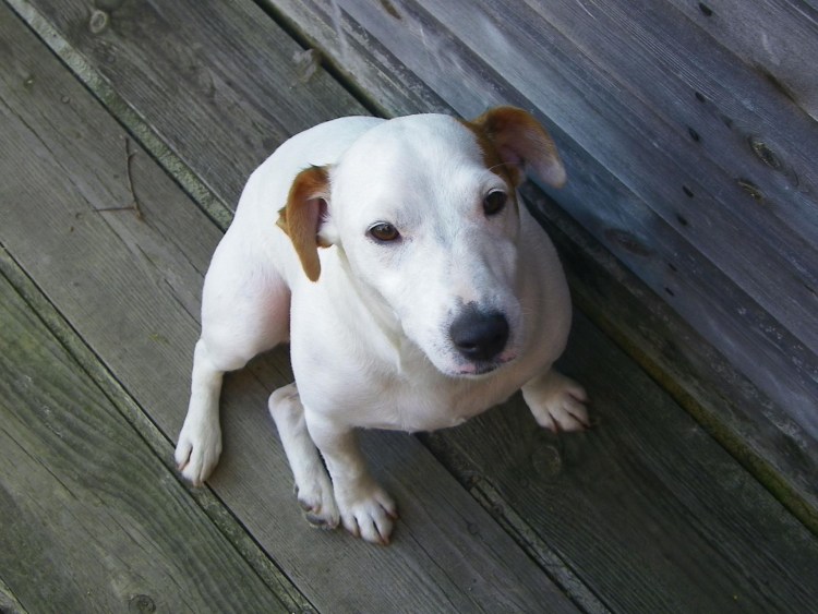 Джек Рассел терьер щенок альбинос