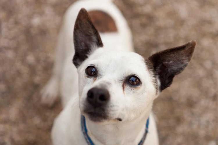 Белая собака небольшая с торчащими ушами