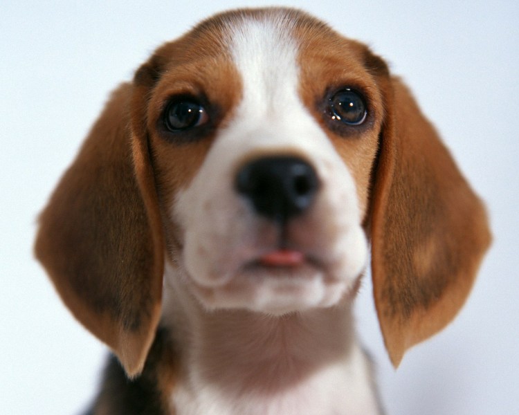 Маска собака Бигль