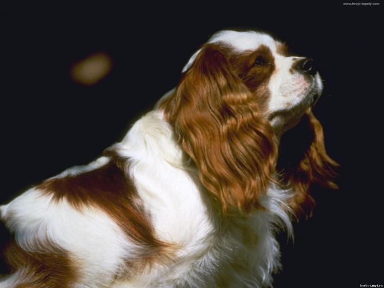 Спаниель белый с рыжими пятнами