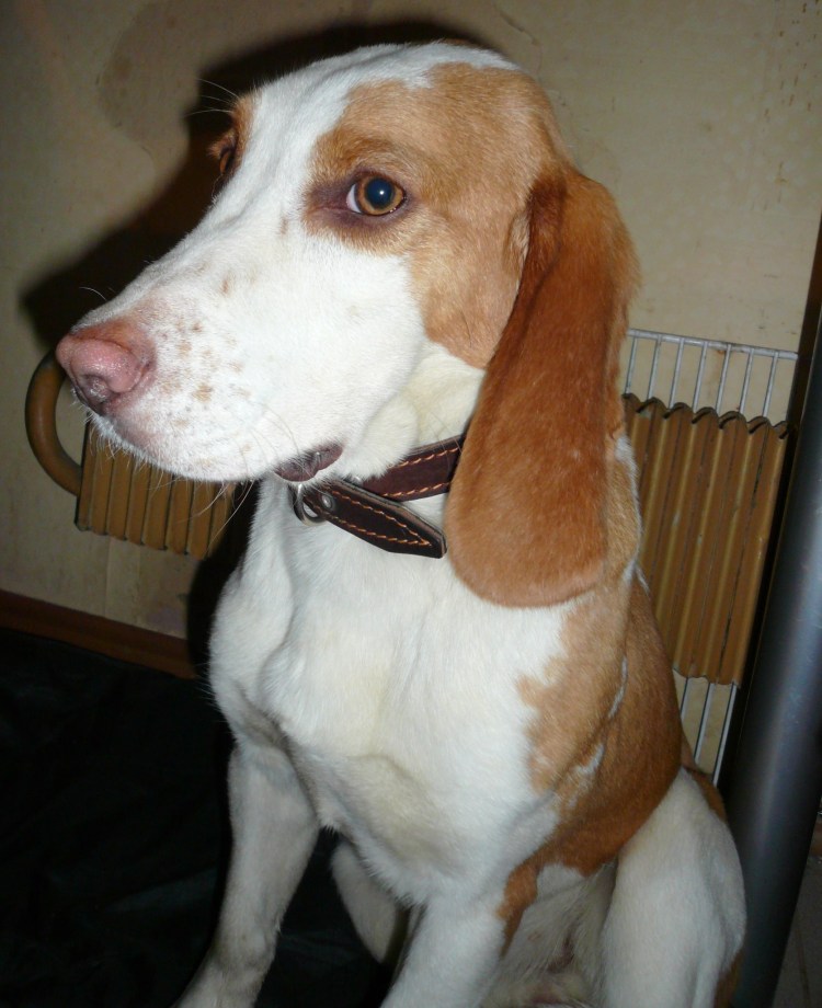 Собака с рыжими пятнами