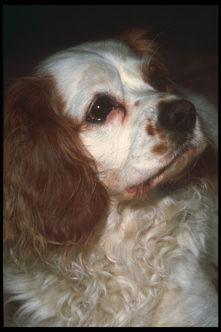 Спаниель белый с коричневыми ушами