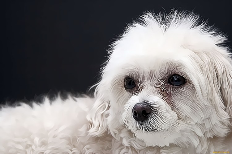 Аристократичные собачки белые