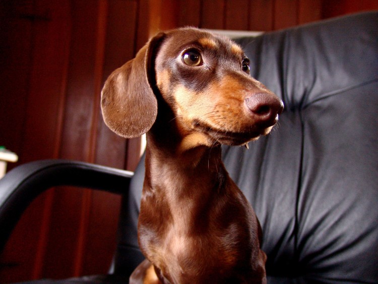 Такса Королевская порода