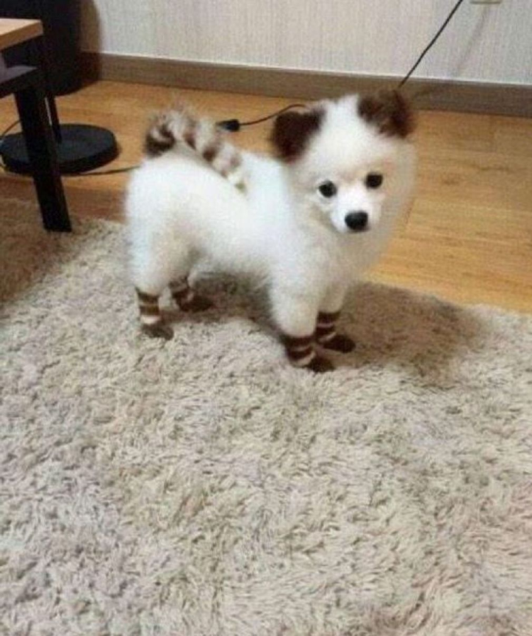 Маленькие собачки не растующие