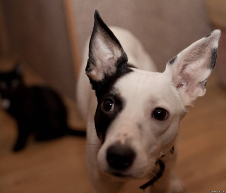 Собака со стоячими ушами