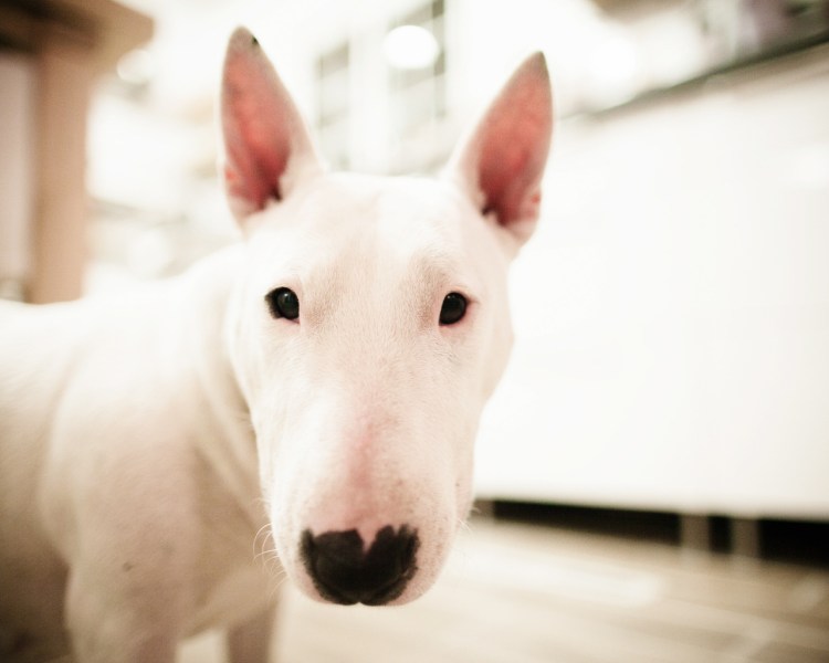 Белая собака с розовой мордой