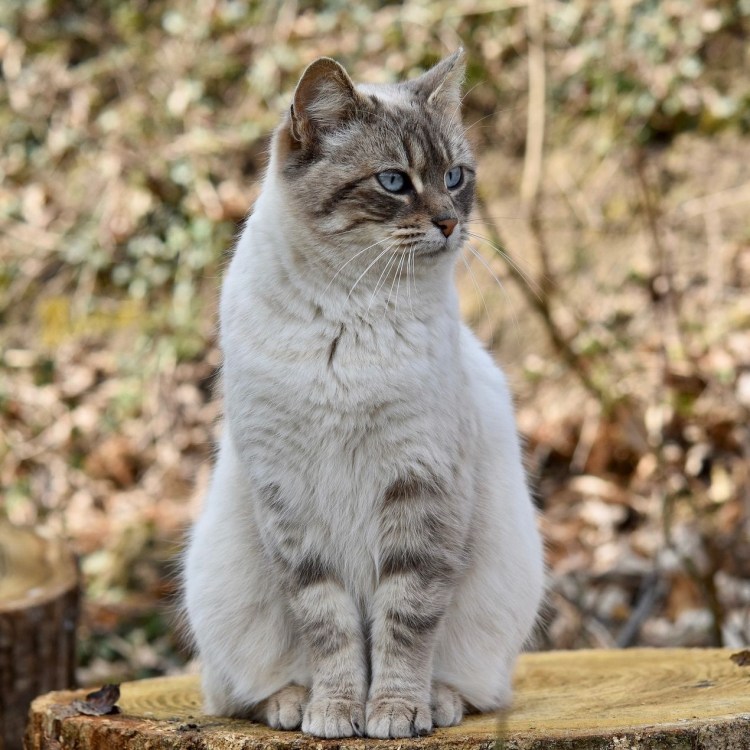 Сидячий кот