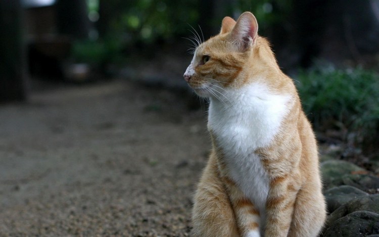 Сидячий кот