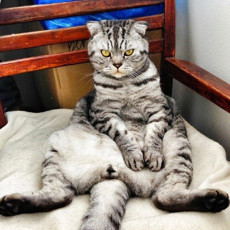 Вислоухий шотландец сидит