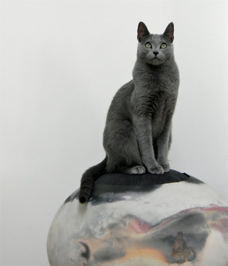 Кошка сидит