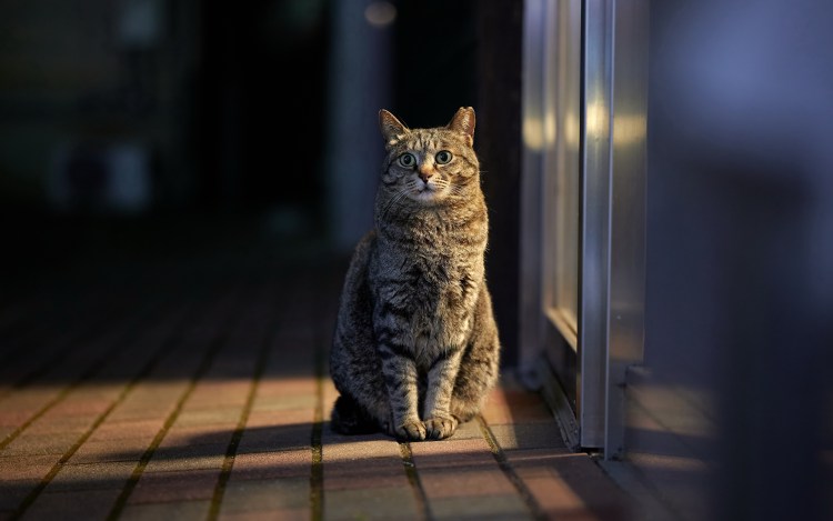 Кошка сидит