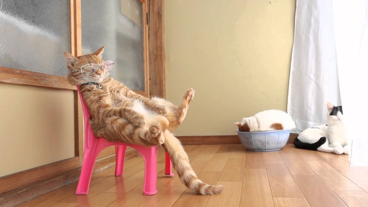 Кот в табуретке