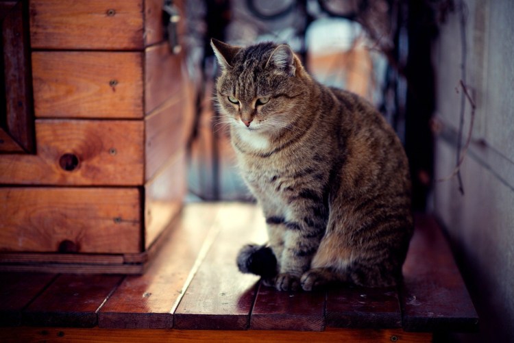 Кошка полосатая деревенская