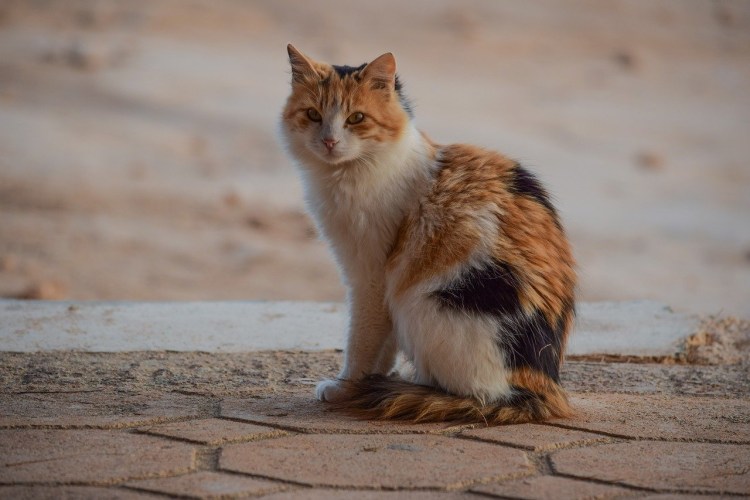 Трехцветная кошка сидит