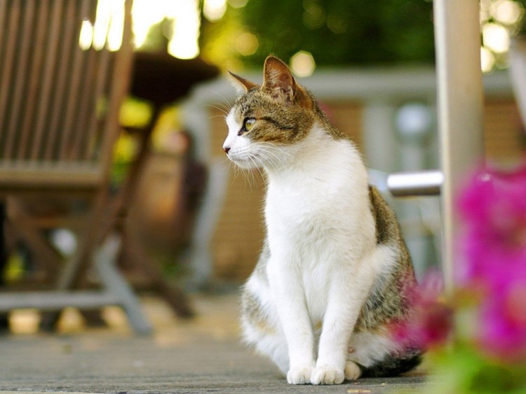 Сидячая кошка