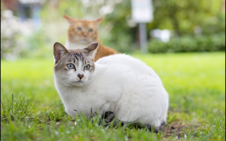 Сидячий котик