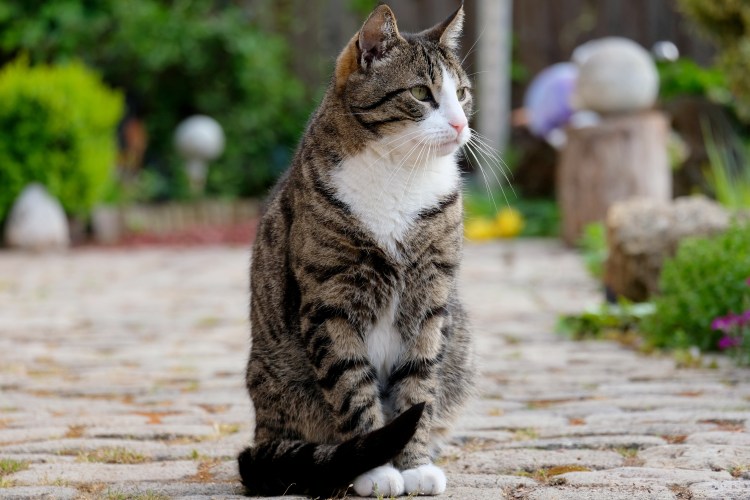 Сидячий кот