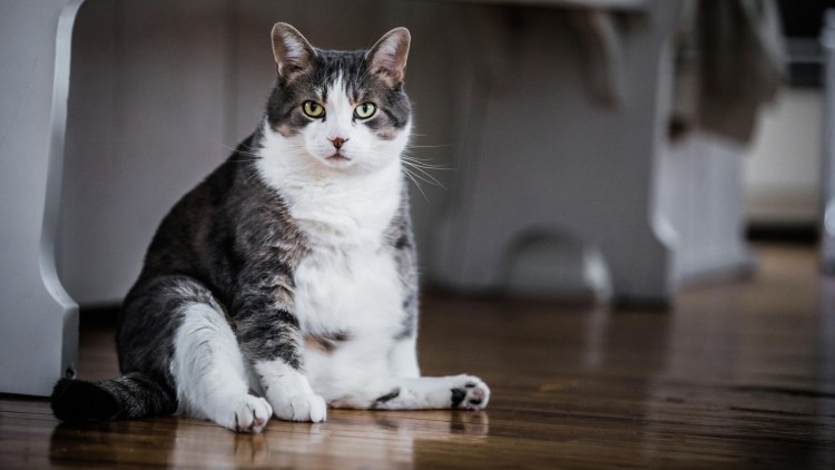 Толстый кот