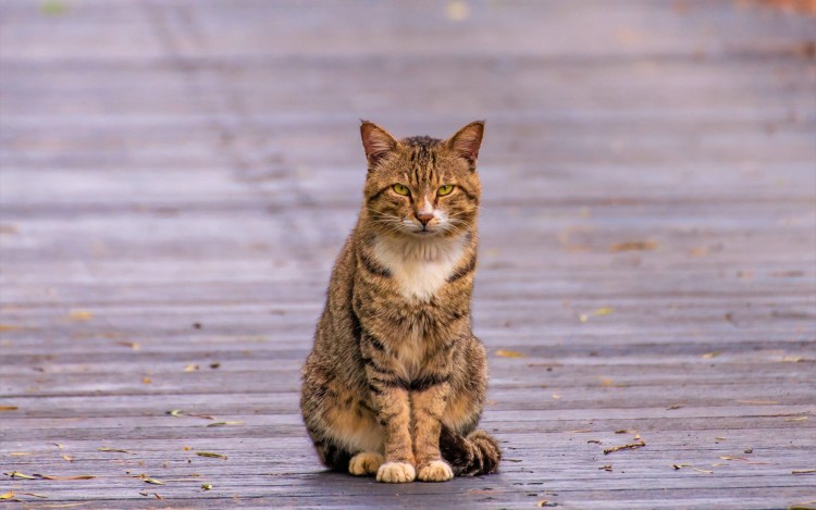 Котенок сидит