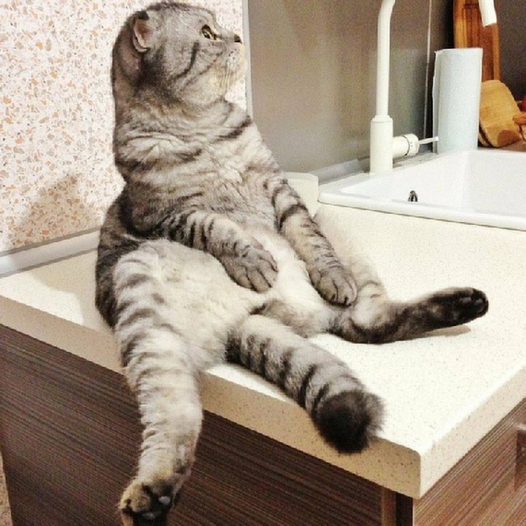 Шотландский кот сидит