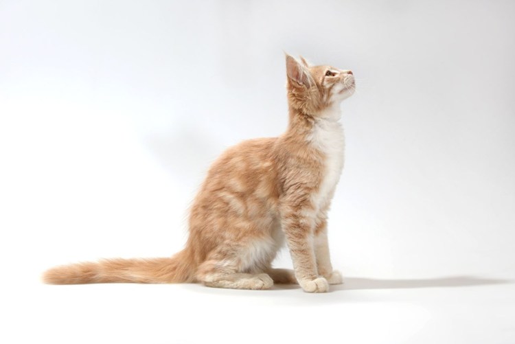 Кот сидит вид сбоку