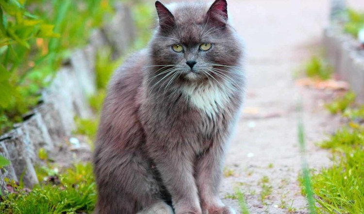 Серый пушистый кот